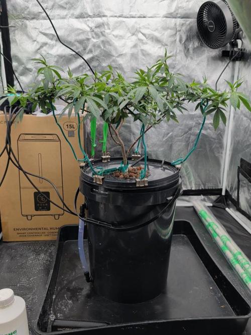 Simba Fast Durban Poison. Week 10 - DP1