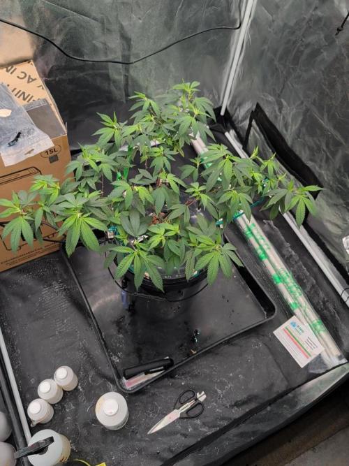 Simba Fast Durban Poison. Week 10 - DP1
