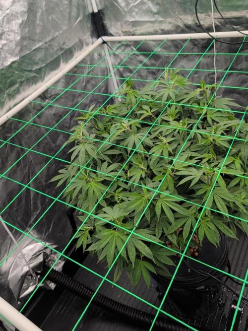 Simba Fast Durban Poison. Week 11 - DP2