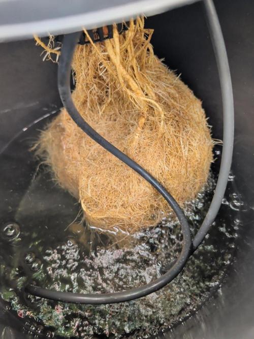 Simba Fast Durban Poison. Week 11 - DP2