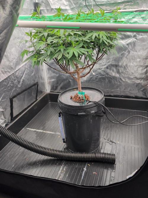 Simba Fast Durban Poison. Week 11 - DP2