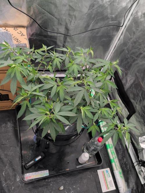 Simba Fast Durban Poison. Week 11 - DP1