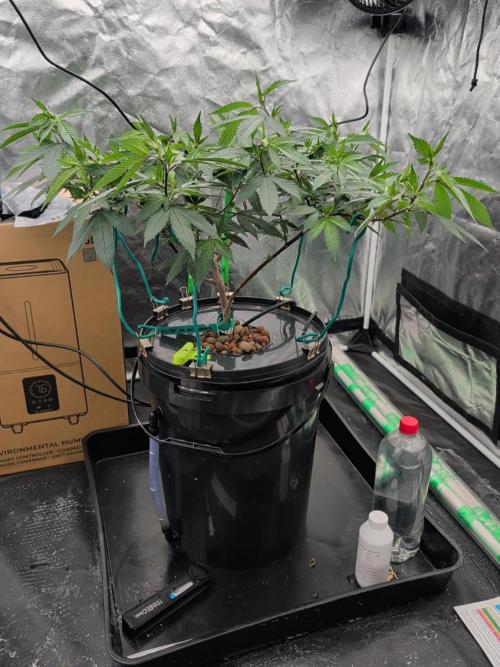 Simba Fast Durban Poison. Week 11 - DP1