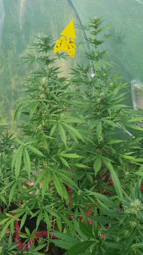 Huba Seedbank