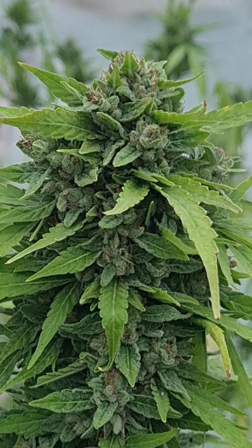 Huba Seedbank