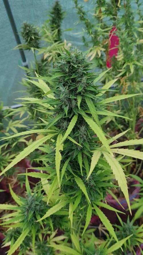 Gmo auto