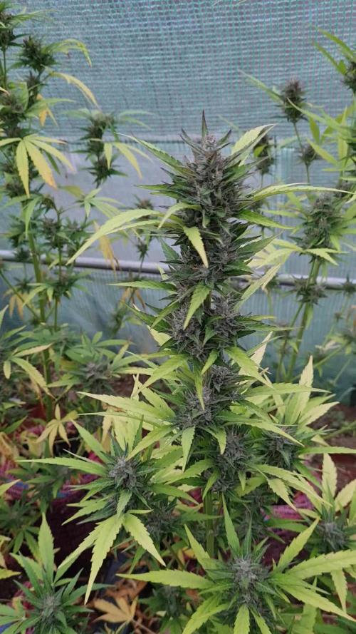 Gmo auto