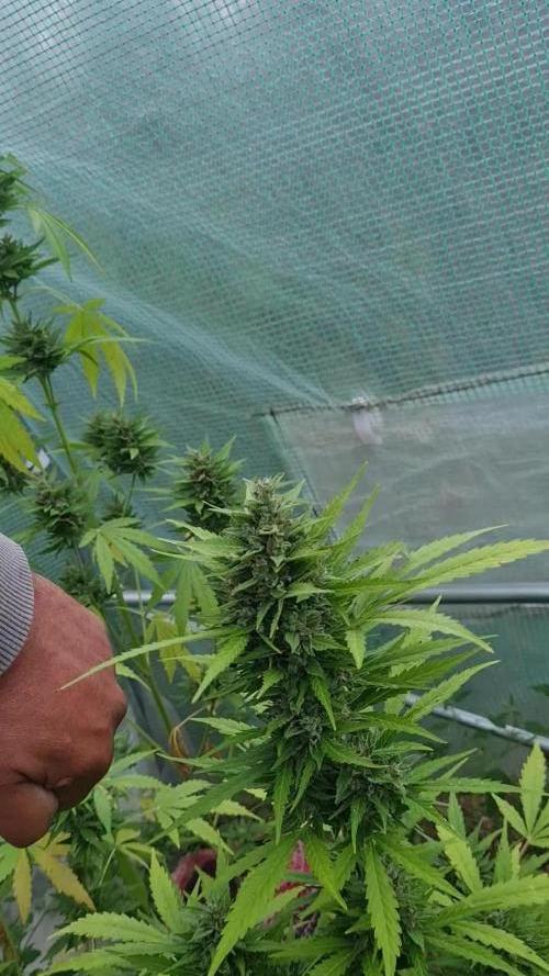 Huba Seedbank