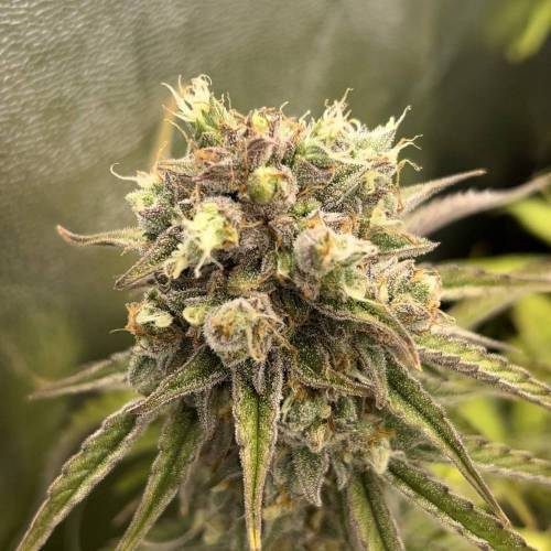 Green_Man_420
