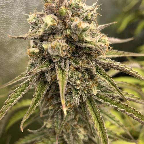 Green_Man_420