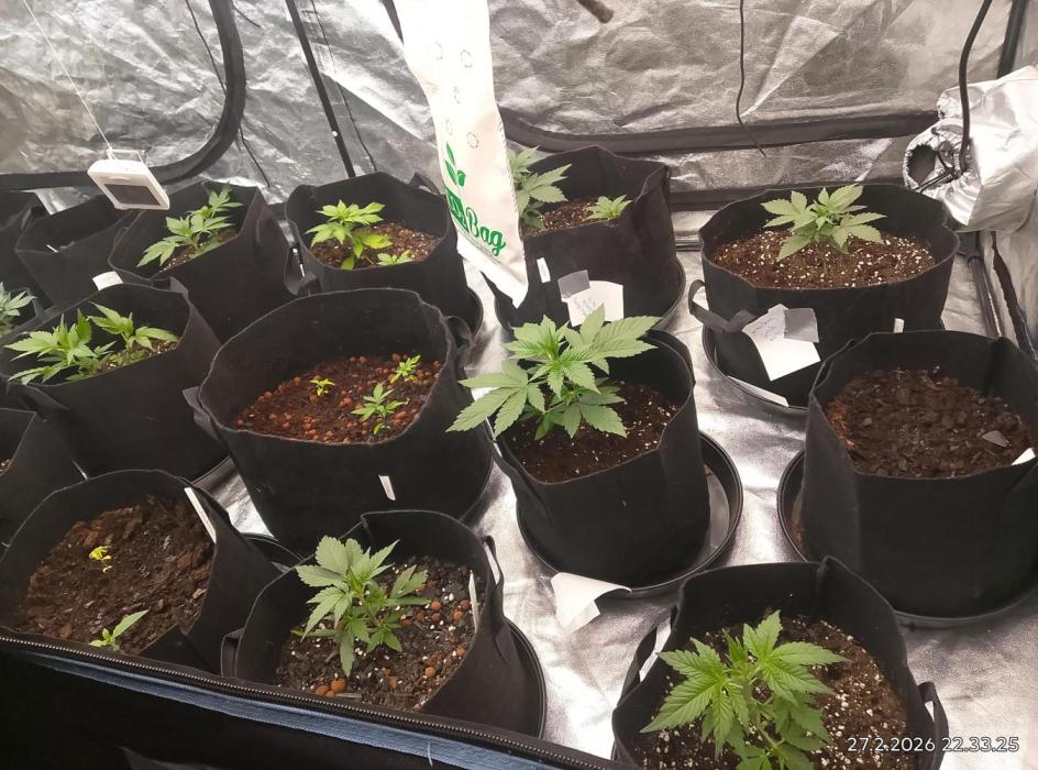 Strawberry gorilla. Week 3