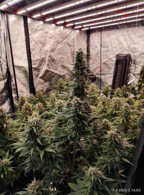 Strawberry gorilla. Week 9 - Flow week 9