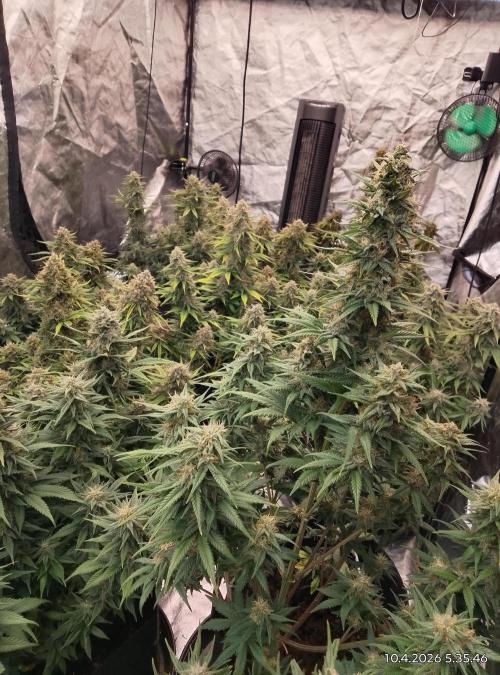 Strawberry gorilla. Week 9 - Week 9 flow