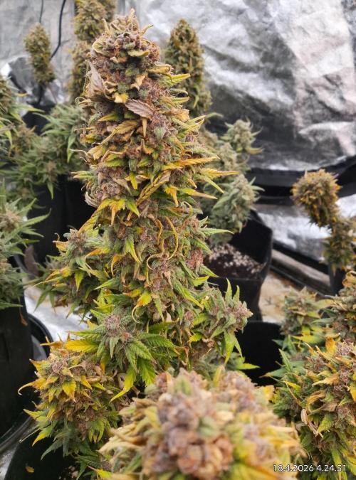 Strawberry gorilla. Week 10 - Plant 1