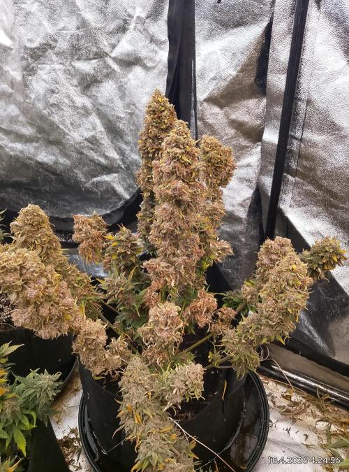 Strawberry gorilla. Week 10 - Plant 2