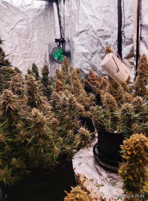 Strawberry gorilla. Week 10 - Plants