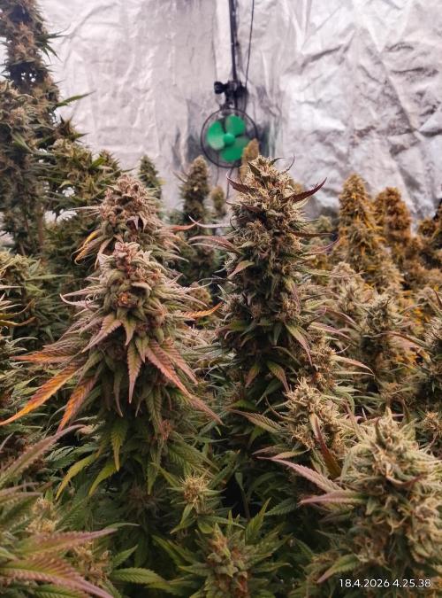 Strawberry gorilla. Week 10 - Red