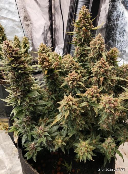 Strawberry gorilla. Week 10 - Strawberry gorilla and purple banana punch 