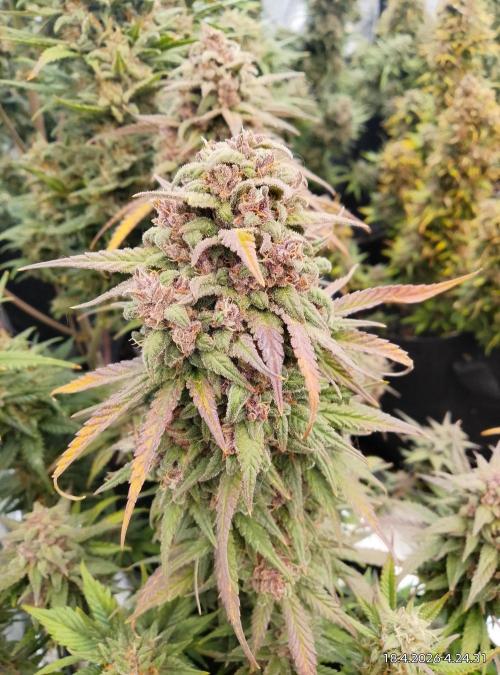 Strawberry gorilla. Week 10 - Red gorilla 