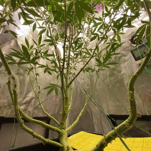 Rainbow Donut Auto. Week 10