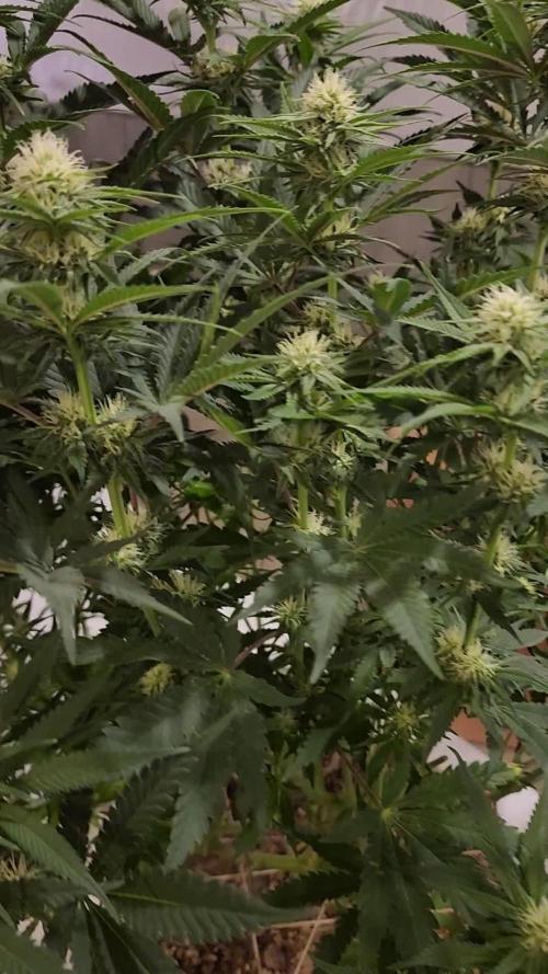 Badazz OG Cheese 1st photoperiod