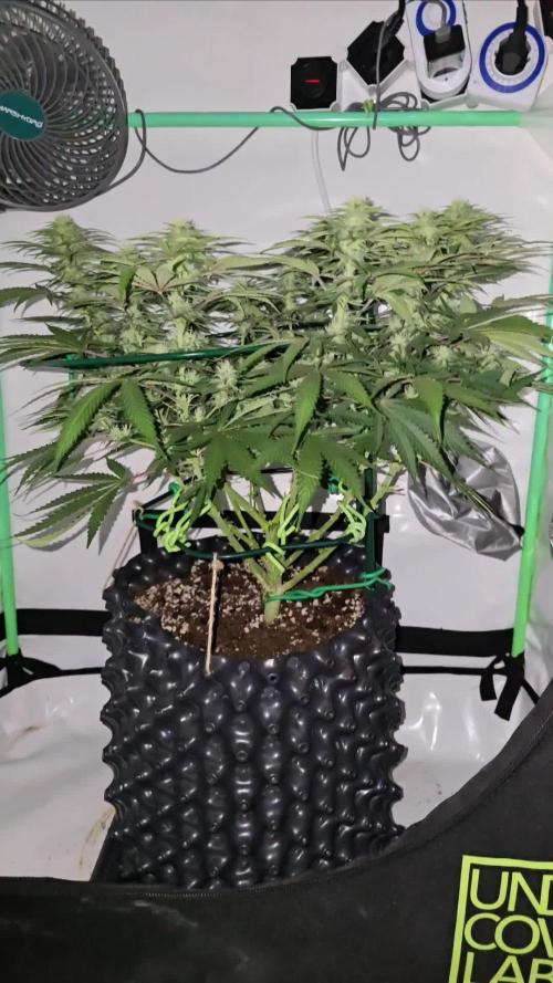 Ganja Farmer-skywalker 2.0