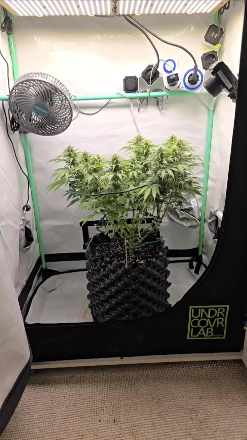 Ganja Farmer-skywalker 2.0