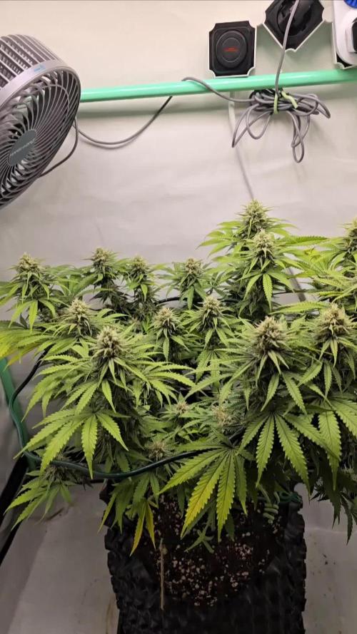 Ganja Farmer-skywalker 2.0