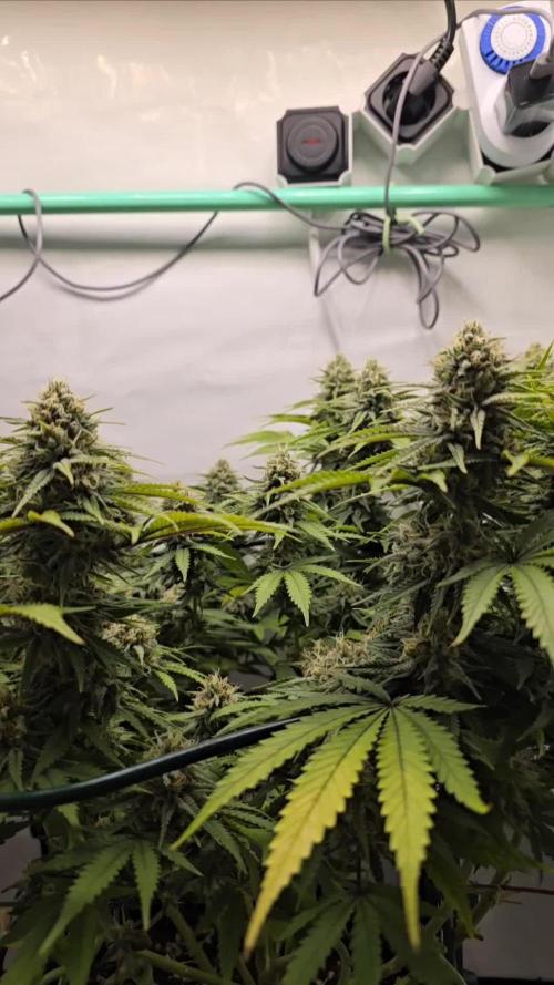 Ganja Farmer-skywalker 2.0