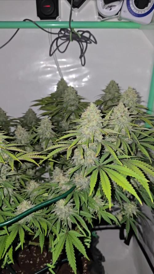 Ganja Farmer-skywalker 2.0