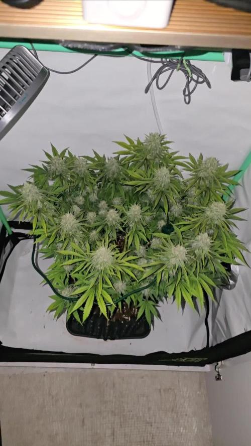 Ganja Farmer-skywalker 2.0