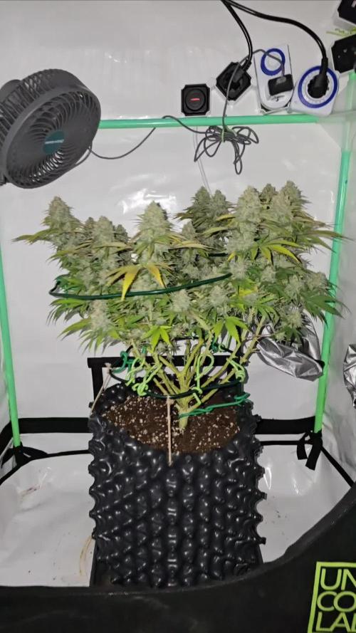 Ganja Farmer-skywalker 2.0