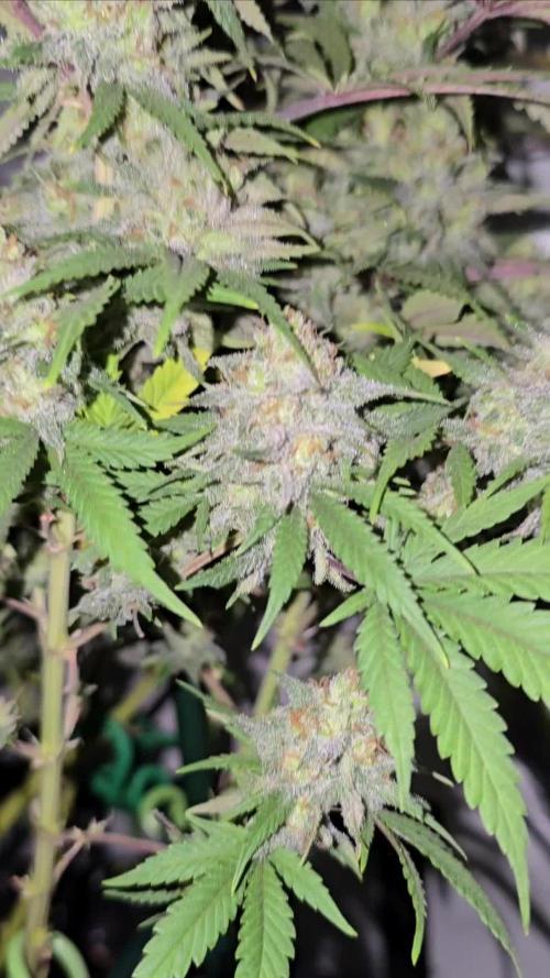 Ganja Farmer-skywalker 2.0