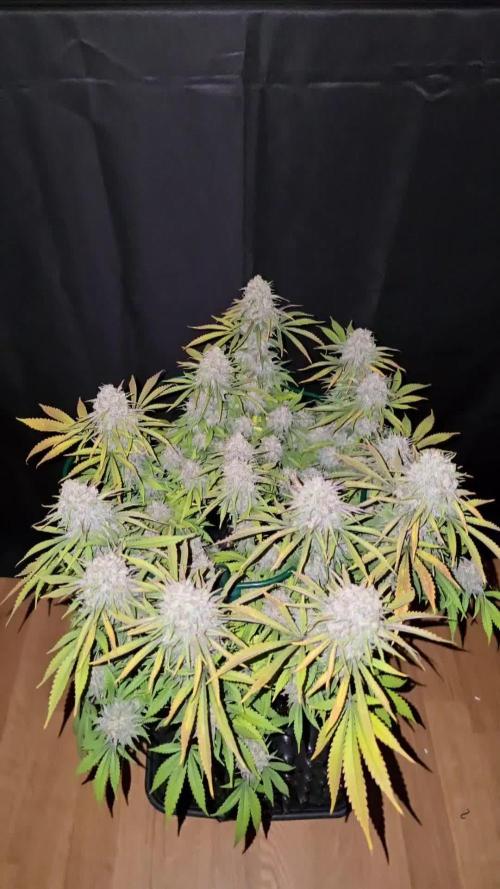 Ganja Farmer-skywalker 2.0