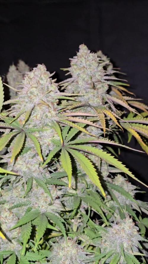 Ganja Farmer-skywalker 2.0