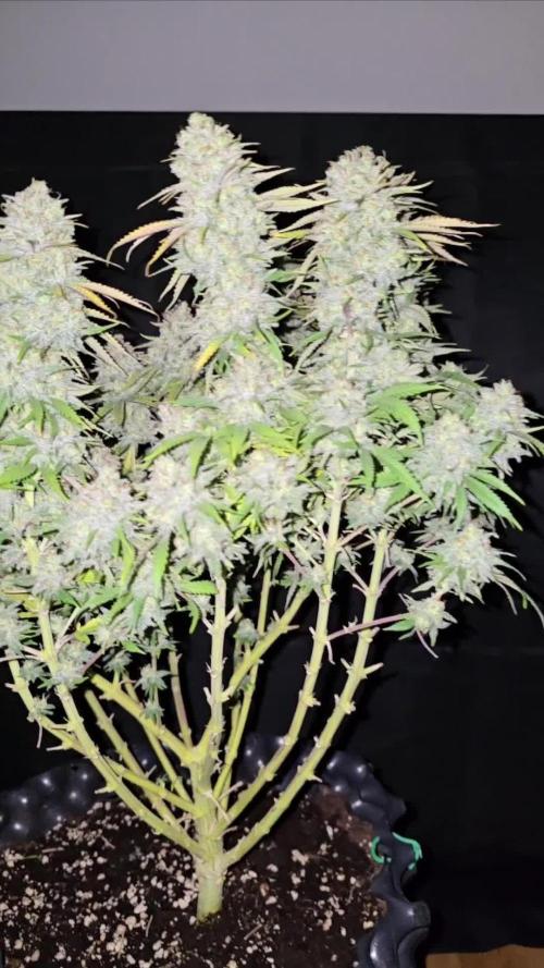 Ganja Farmer-skywalker 2.0