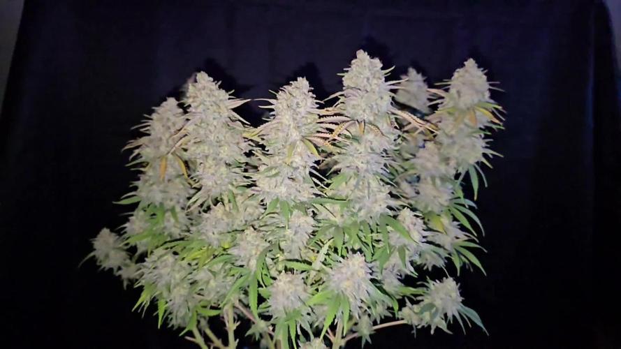 Ganja Farmer-skywalker 2.0