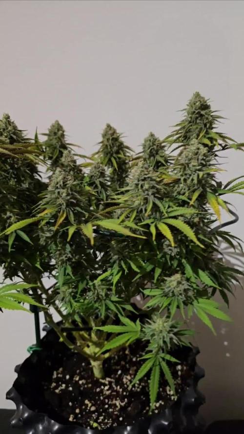 Ganja Farmer-skywalker 2.0