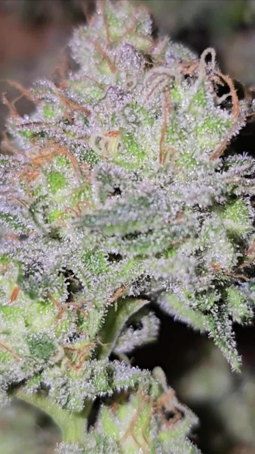 Ganja Farmer-skywalker 2.0