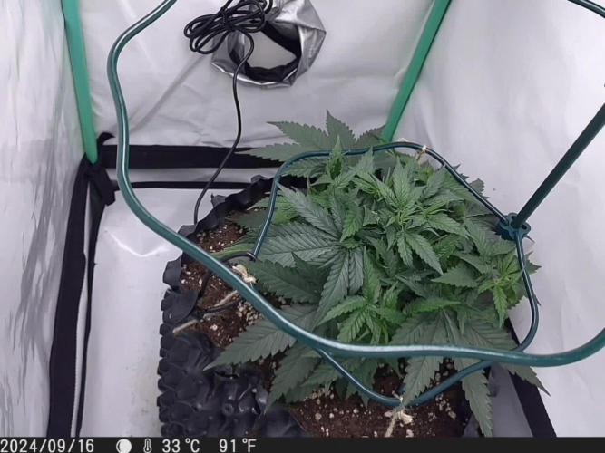 Ganja Farmer-skywalker 2.0