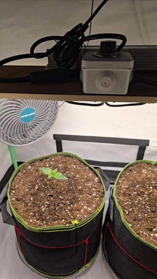 #1 WeedSeedsEpress