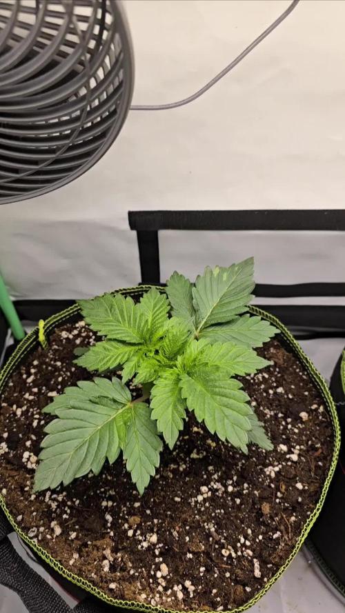 #1 WeedSeedsEpress