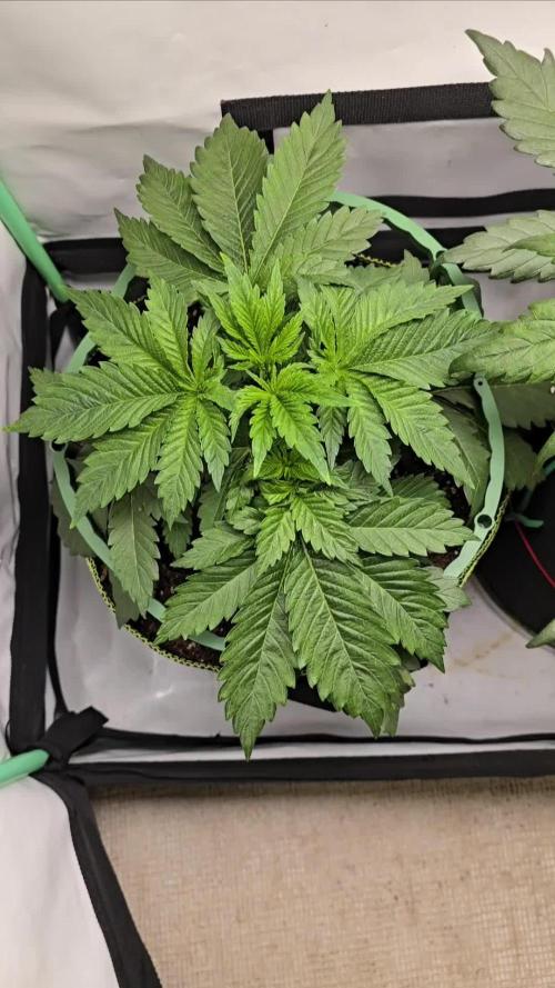 #1 WeedSeedsEpress