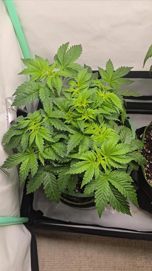#1 WeedSeedsEpress