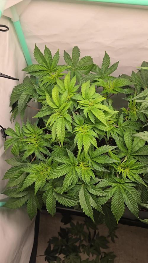 #1 WeedSeedsEpress