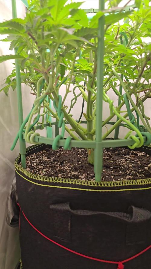 #1 WeedSeedsEpress