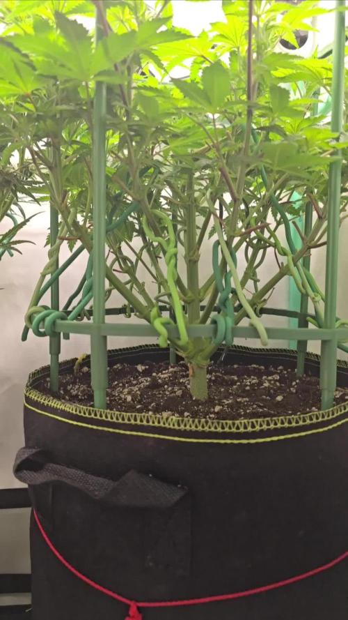 #1 WeedSeedsEpress