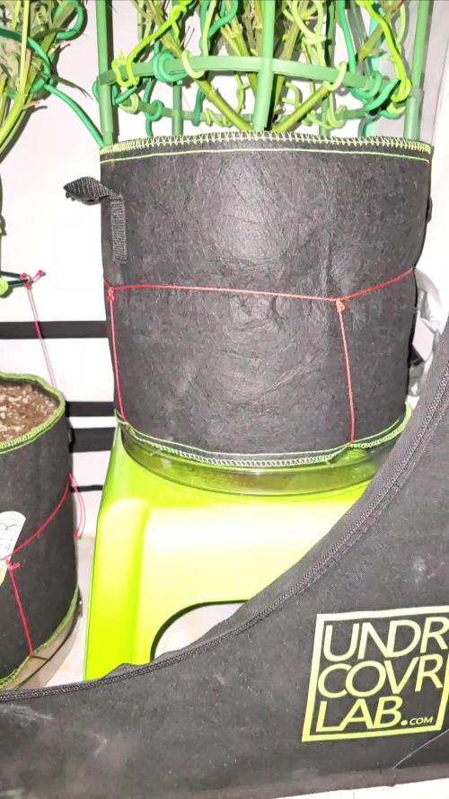 #1 WeedSeedsEpress