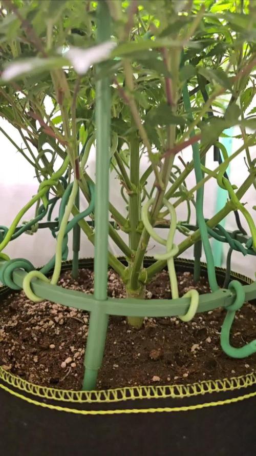 #1 WeedSeedsEpress