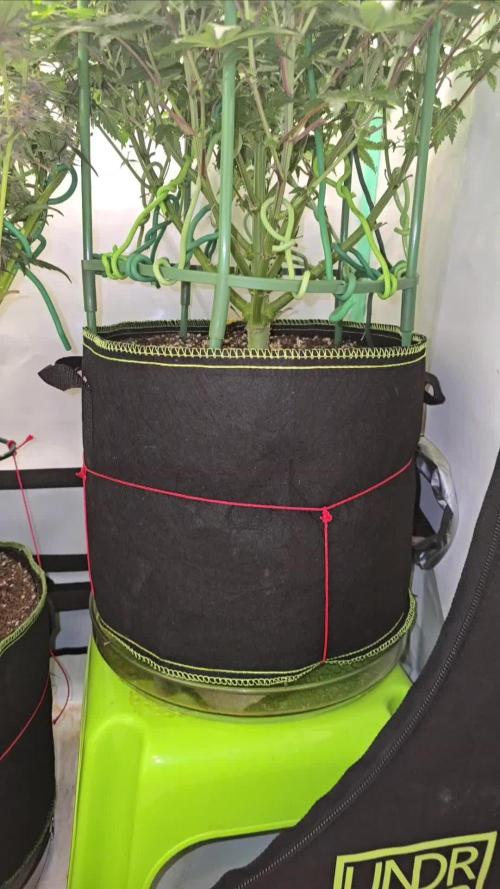 #1 WeedSeedsEpress